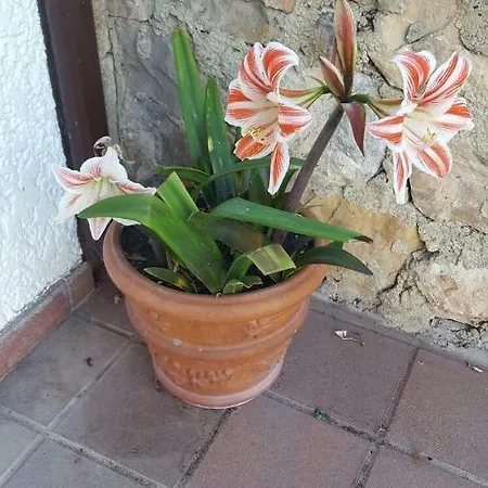 Casa Pelayo 2